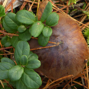 P1130665