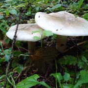 DSC00165