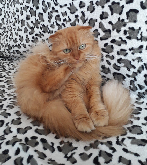 КотоЙог