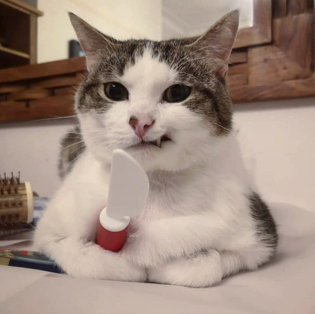 Cute-Cat.jpg