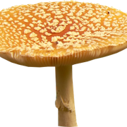 Toadstool