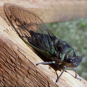 cicader