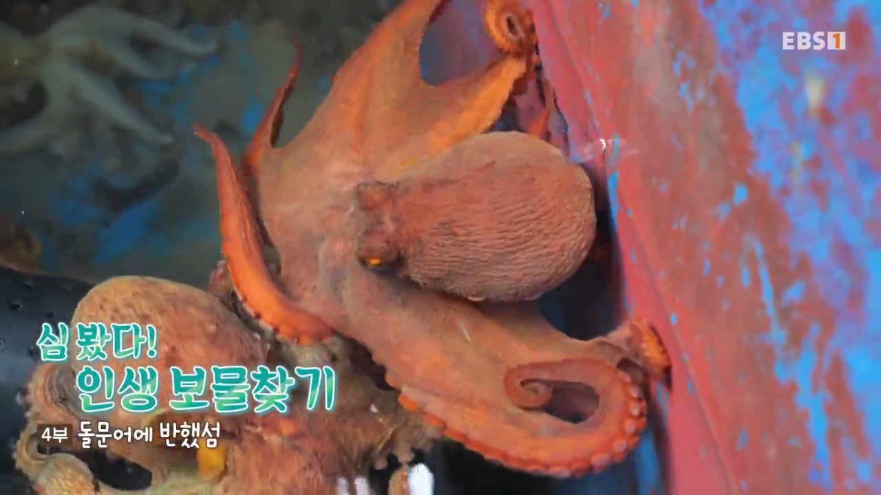 한국기행 남해 돌문어 추가 캡처 2