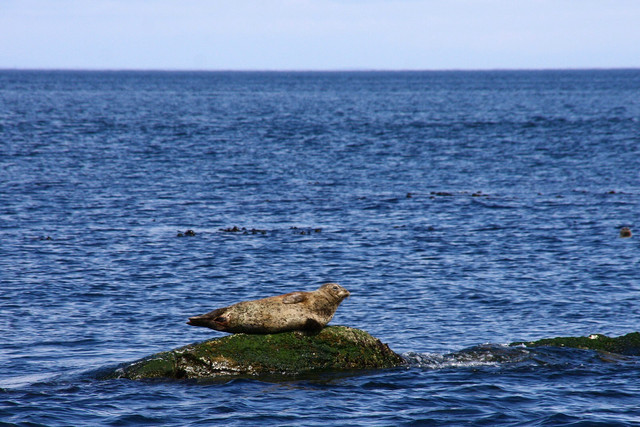 Seals-01