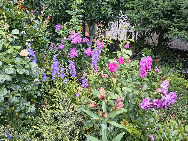 roses.jpg