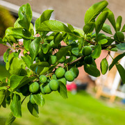 L1461255