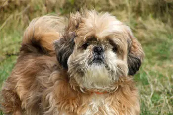 Keeping Your Shih Tzu's Teeth Clean