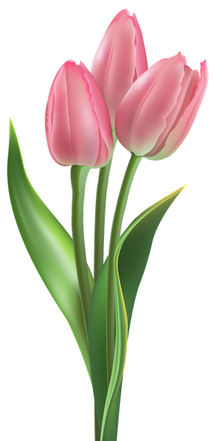 pngegg (14).png