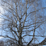 Ботанический сад