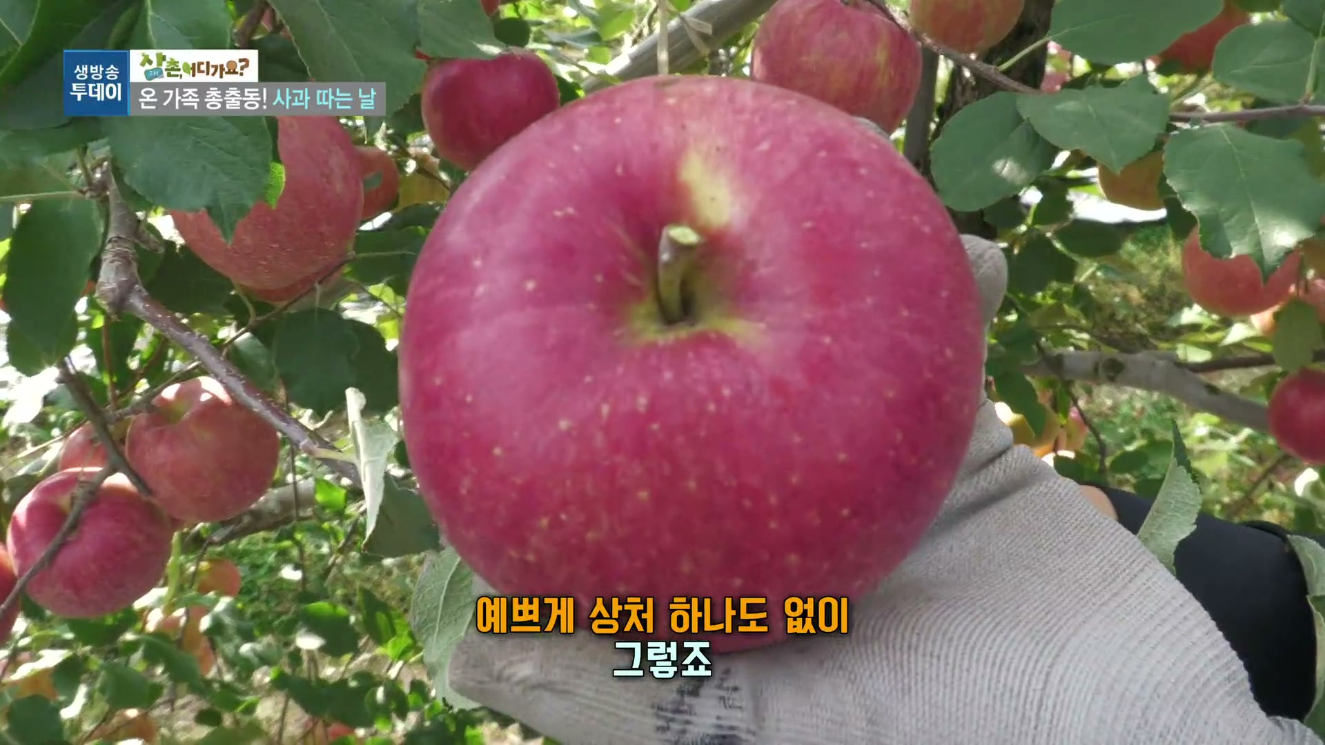 모닝와이드 전원속으로 8종 사과농장 추가 캡처 1