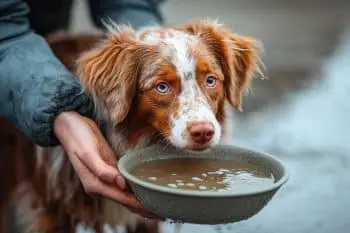 Dog’s Diet: Boosting Health With Collagen-Rich Foods