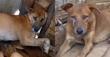 Injured Dogs Exploited in Online Scam