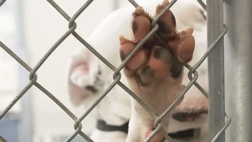 Neglected Dogs Rescued from Deplorable Conditions