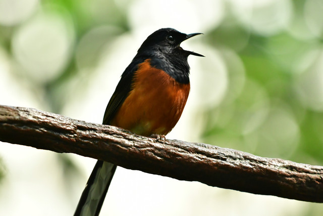 A male white-rumped shama with black upperparts and an orange breast at Copenhagen Zoo.