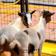 Kea Market14