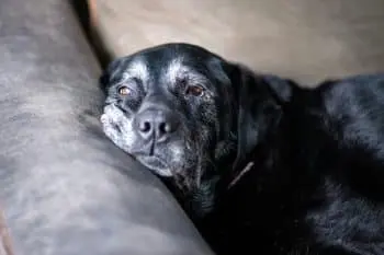 Top 5 Issues Affecting Senior Dogs