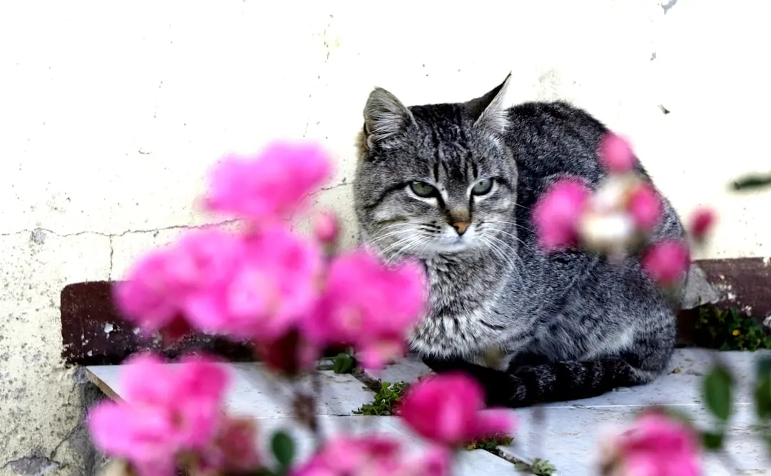 Keeping Your Cat Safe on the 4th of July