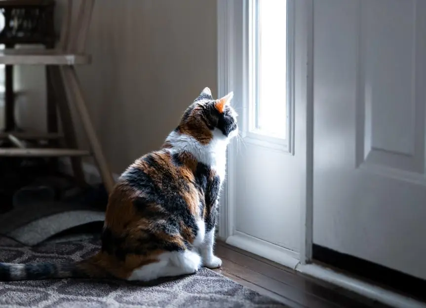How Long Can Cats Be Left Alone?