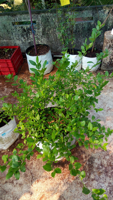 IMG 20180130 085259