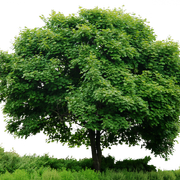 tree-png-788