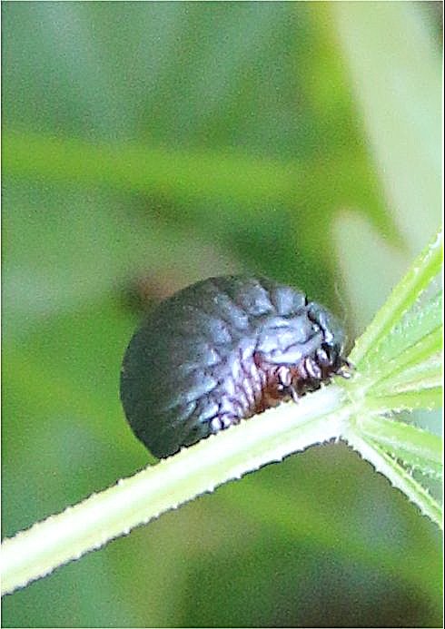 Image1.jpg