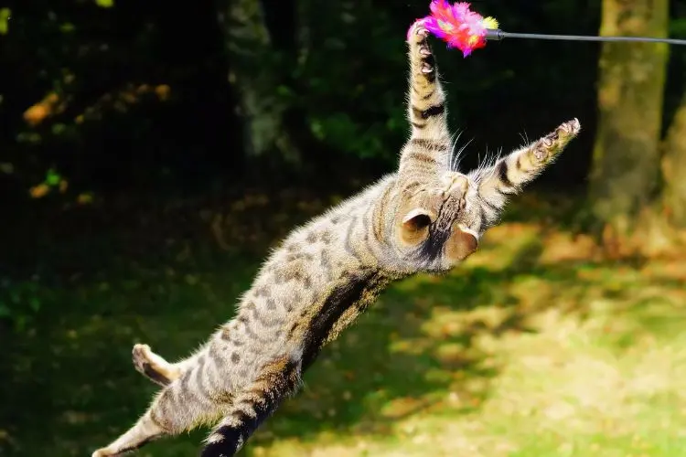 The Unpredictable Joy of Life with Feline Companions