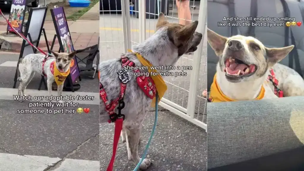 Foster Dog Waits in Vain for a Gentle Touch