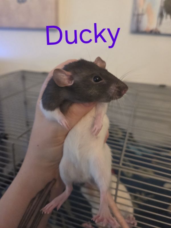 ducky