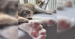 Record-Breaking Cat Boasts 28 Toes