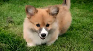 Boost Your Corgi’s Coat: One Simple Nutritional Switch