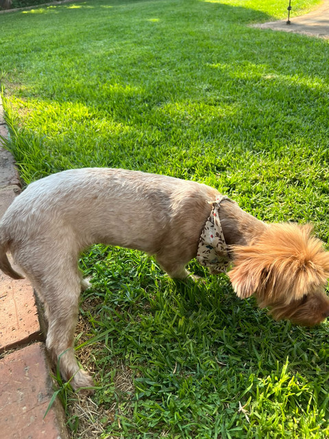 Amie exploring outdoors in a garden in Kempton Park Gauteng