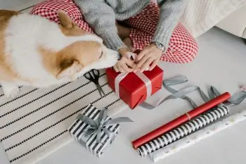 Top 10 Gifts For Dog Lovers That Show You Care