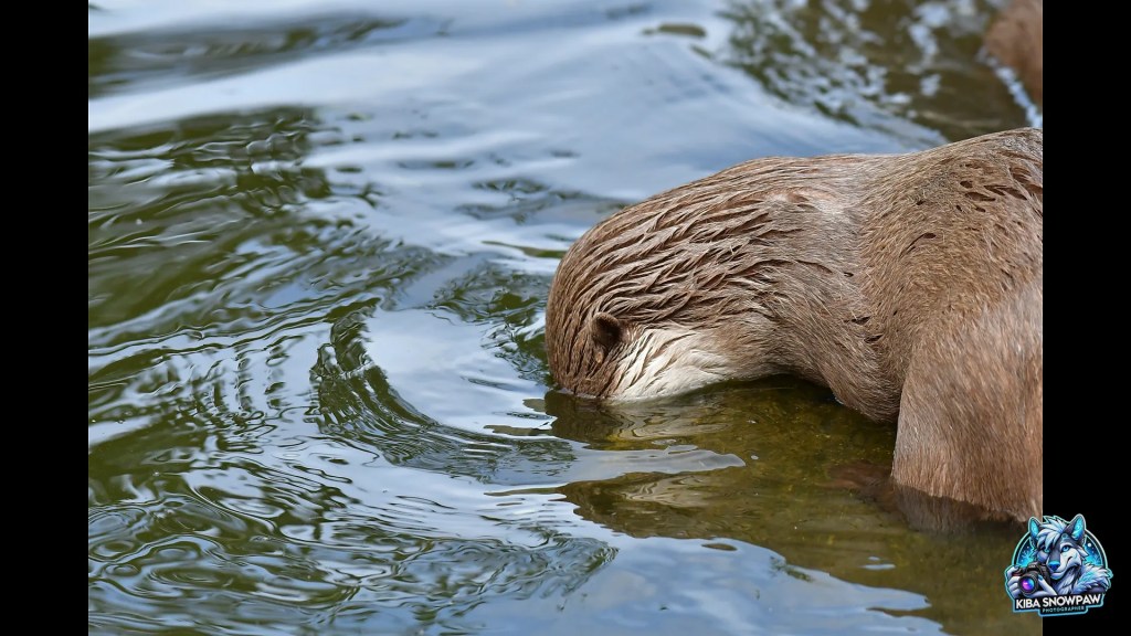 An otter at the surface of the water.