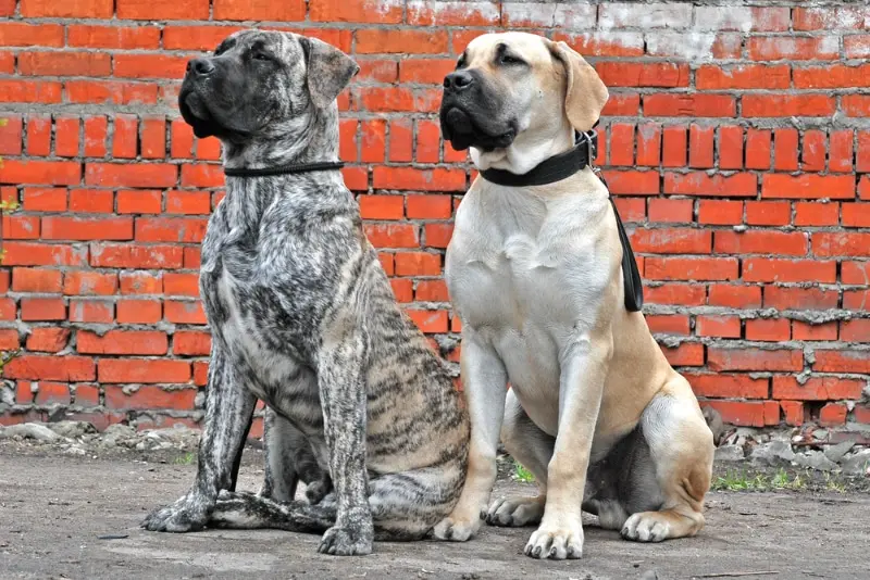 Training a Devoted Boerboel Companion