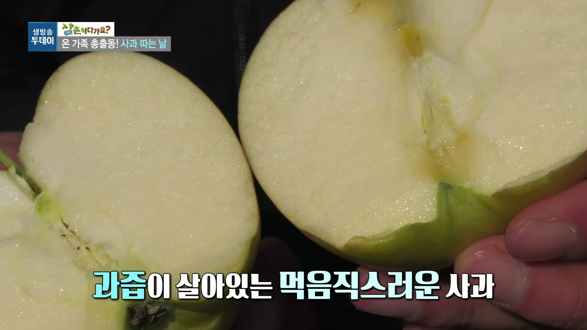 모닝와이드 전원속으로 8종 사과농장 추가 캡처 3