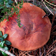 IMG-0356