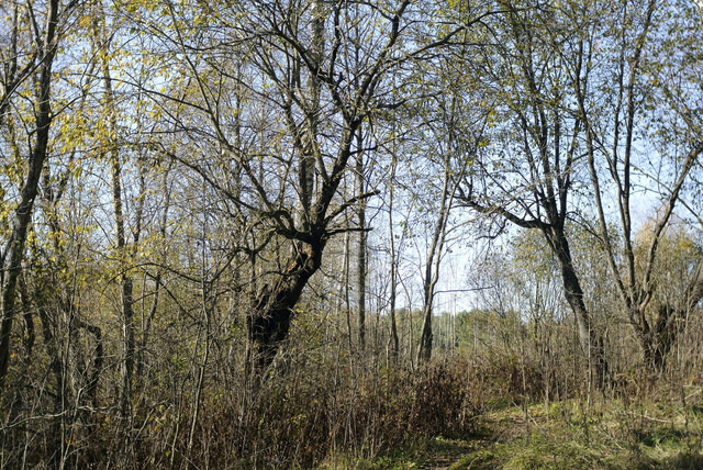 DSC7535.jpg