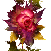af284f4153c3a2a5e9ed952f6609cf6b