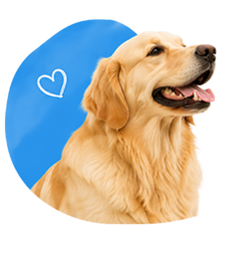 Happy dog