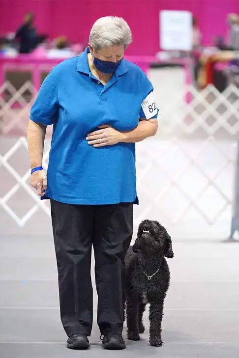 Exceptional Spanish Water Dog Excels in Obedience