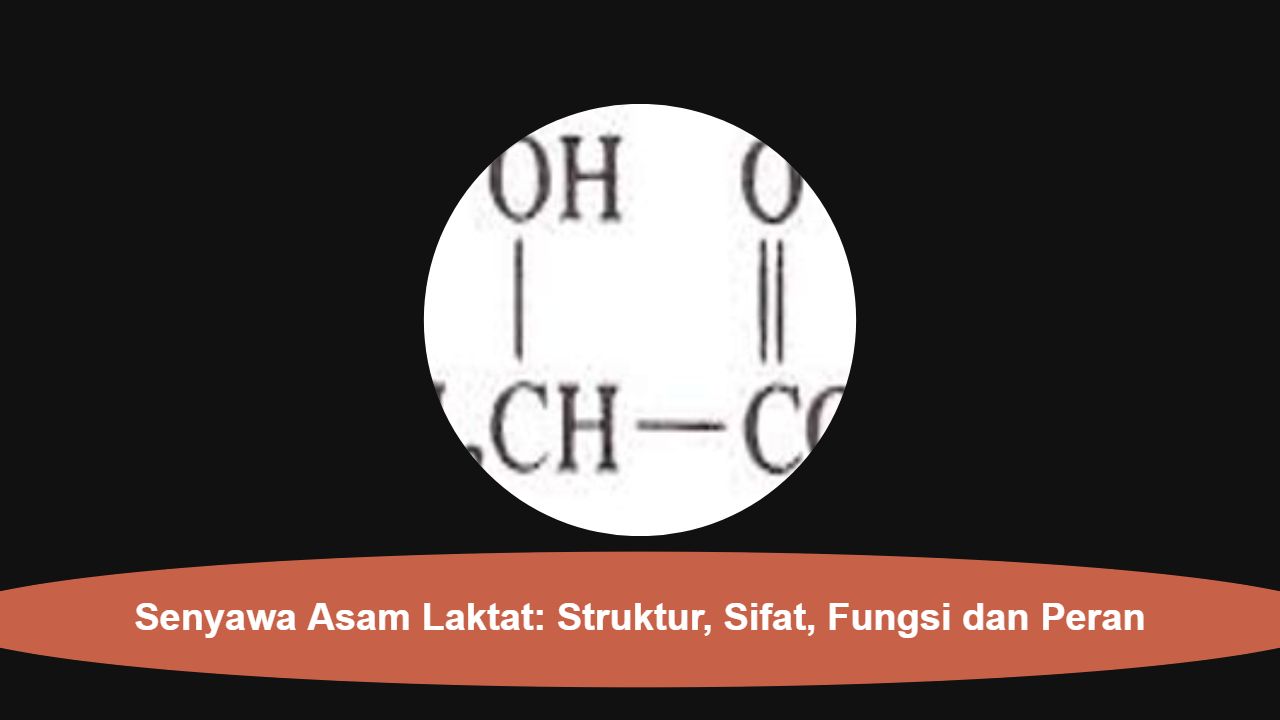 Senyawa Asam Laktat: Struktur, Sifat, Fungsi dan Peran