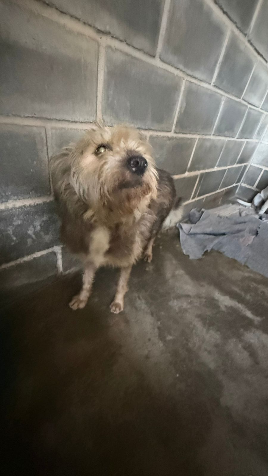 Cachorro Carla