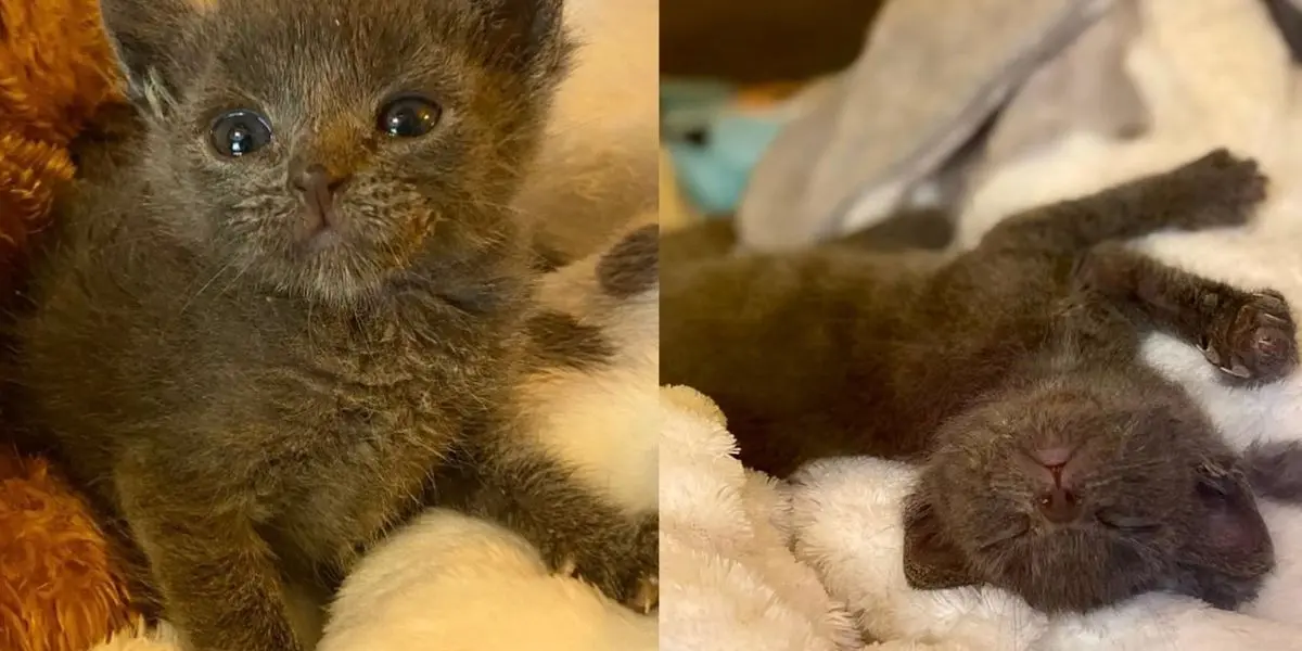 Gray Kitten Overcomes Illness, Now Rules Her Foster Home