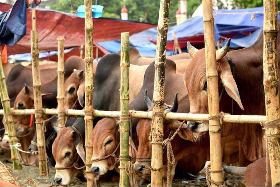 Chattogram Faces 35,000 Cattle Shortage Ahead of Eid-ul-Adha as 500 Farms Shut Down in 18 Months