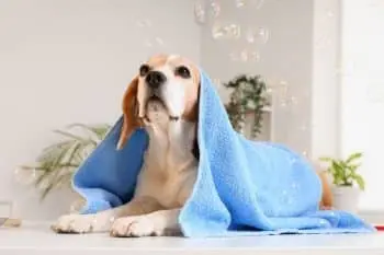 Top Dog Wipes for a Cleaner Pet in 2026