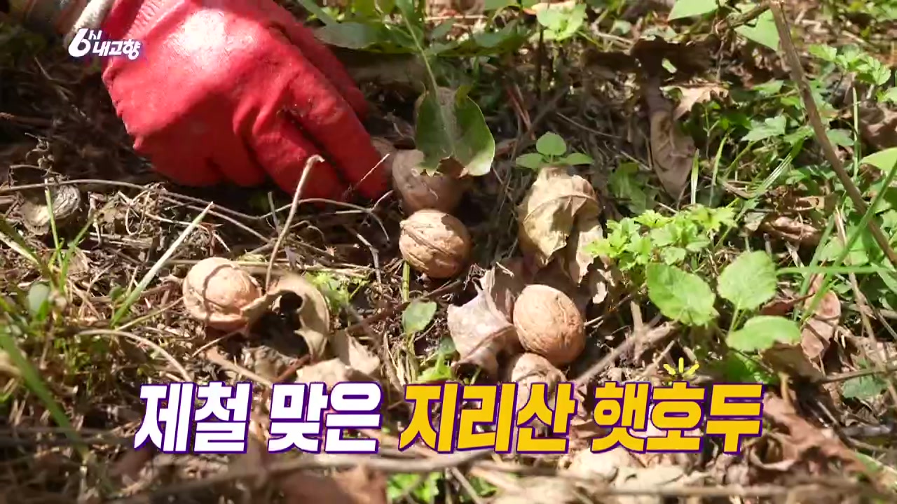 6시내고향 함양 호두 캡처