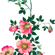 02 Flower
