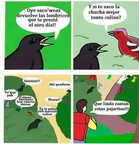 pajaros.jpg