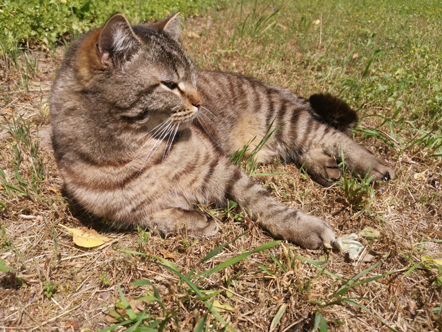 Sonne3.jpg