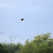 IMG-2152